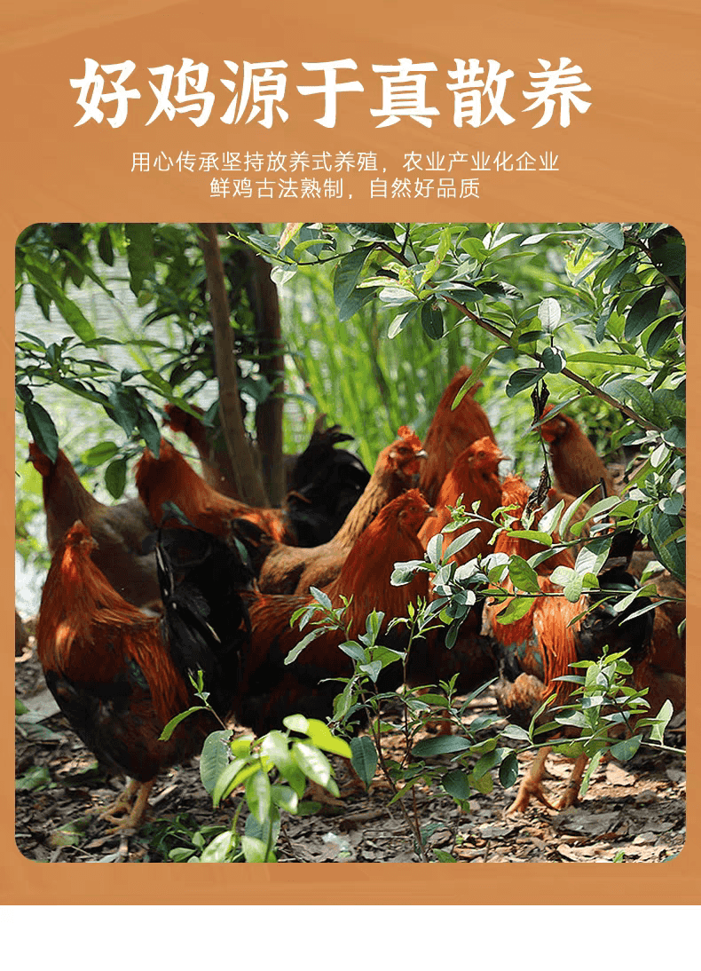 图片[2]-『正宗古法』客家正宗古法盐焗鸡高端定制散整只食材真空熟食-轩辕绘境